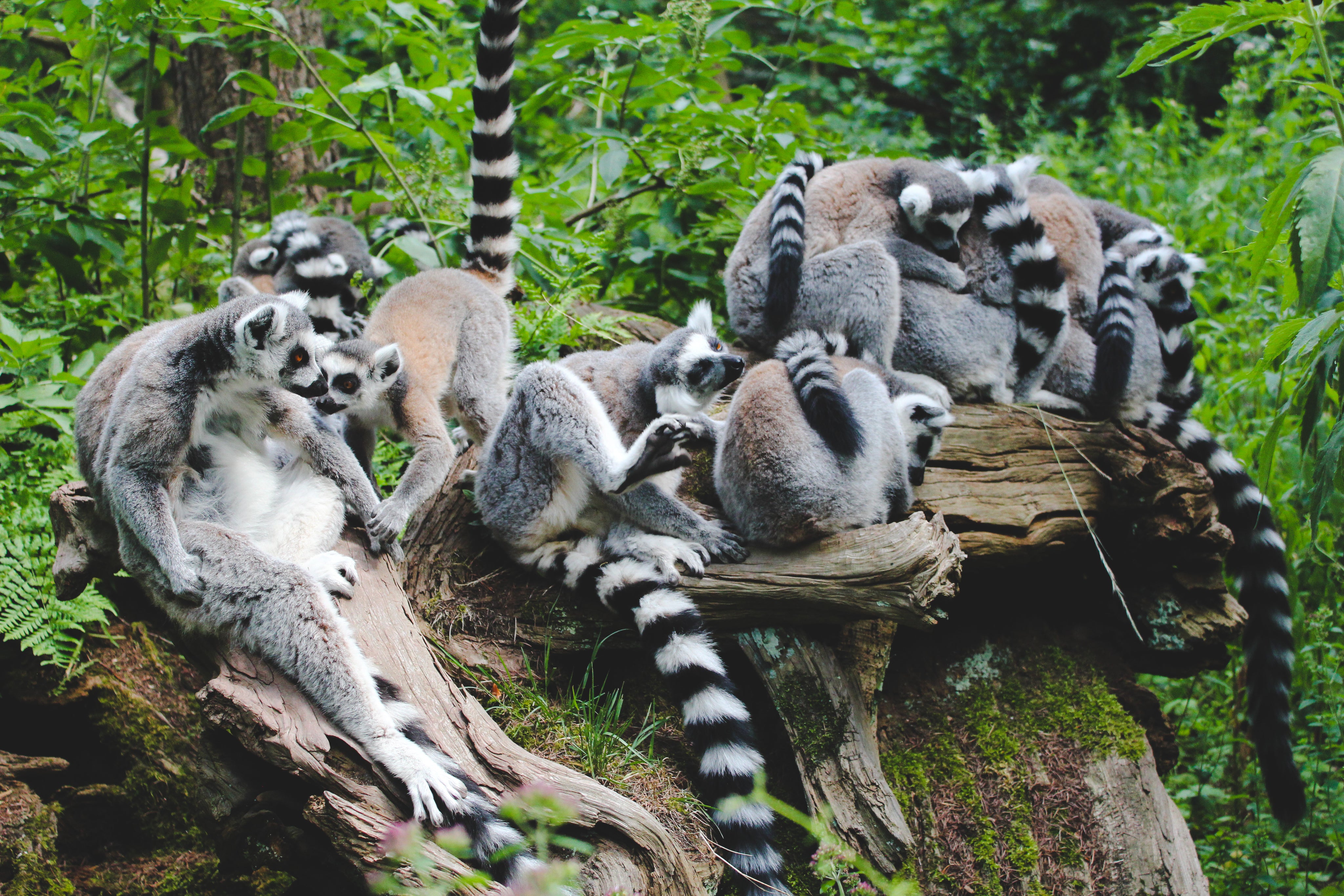 files/lemur-huddle.jpg